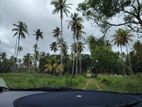 52-Acre Premium Coconut Estate for Sale –Hiripitiya, Gonagama Kurunegala