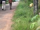 52 P Land with Old House Homagama Pitipana Rd