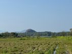 54 Acres Valuable Land for Sale Sigiriya Area
