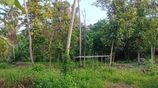 5.5 Acres Coconut Jack Fruit Teak Land for Sale in Weerambugedara
