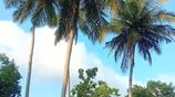 5.5 Acres Coconut Jack Fruit Teak Land for Sale in Weerambugedara