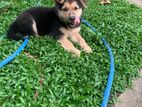 Female German Shepherd Puppy