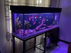 5.5 Ft Fish Tank