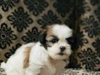 Shih Tzu Puppy