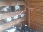 Pigeon