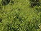 58 Perch Land for Sale in Thibirigaskatuwa
