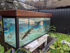 5ft Fish Tank
