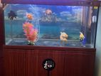 5 Feet Fish Tank
