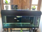 5ft Tank with Silver Arowana