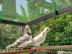 Pigeons