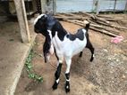 Farm Goat