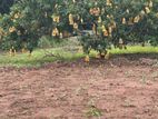 6-Acre Agricultural Land for Sale in Dambulla