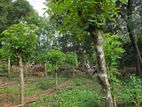 6 Acres Land for Lease Ideal Agrotourism Badulla
