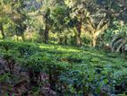 6 Acres Tea Esatate in Godakawlea for Sale