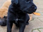 Labrador Cross Breed Puppies