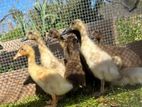 Ducklings