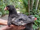 6 Brahma Chick