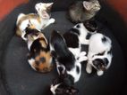 Kittens for Kind Home