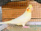 Cockatiel Birds