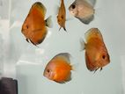 6 Discus Fish