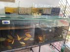 6 Feet 12 Mm Glass Fish Tank with Top Sump Full Set