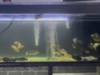 6 Feet Aquarium
