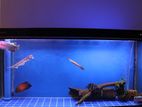 6 Feet Imported Fish Tank with Sump Filter