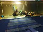6 Feet Fish Tank
