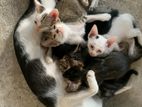 Cat for Kind Home