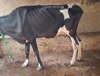 Farm Cows