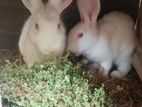 Rabbits