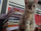 6 Month Old Gary kitten