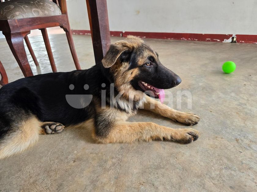 Month Single Coat German Shepherd Month Old Long Coat German