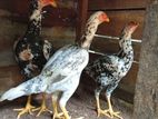 Shamo Chickens