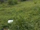6 perches land for sale - Dehiwala