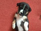 Puppy for A Kind Home