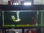6 x 2 fish tank