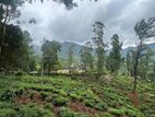 60-Acre Estate with Colonial British Bungalow for Sale-Nuwara Eliya