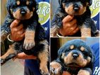 Rottweiler Dog