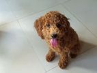 Poodle Dog