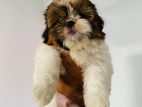 Shih Tzu Puppies