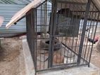 Dog Cage