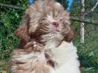 Shih Tzu Puppies