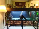 6*2*2 ft Fish Tank