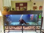 6*2*2ft Fish Tank with All the Accessories