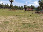 6.25 P Bare Land for Sale Passikuda Close to Beach