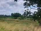 6.5 Acres land for sale in Anuradhapura