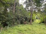 65 Acres Land For Sale In Anuradhapura - Galkulama