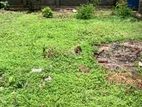 65 Perches Land Sale in Ratmalana