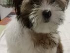 Shitzu Puppies